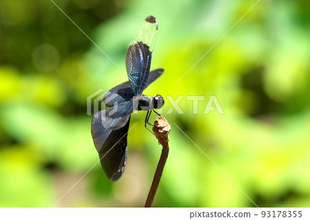 蝴蝶蜻蜓棲息在蓮花莖上 蝴蝶蜻蜓棲息在蓮花莖上 93178355