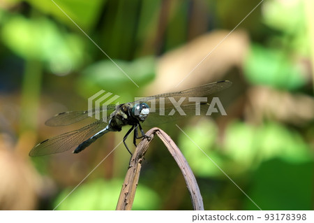 Male of Shiokaratombo Male of Shiokaratombo 93178398