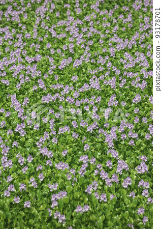 Water hyacinth flower (cluster) Water hyacinth flower (cluster) 93178701