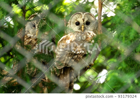 貓頭鷹   93179324