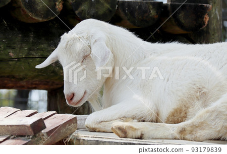 睡覺的羊 93179839