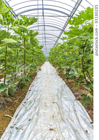 無花果溫室 93180285