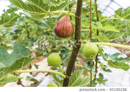 成熟的無花果 93180286