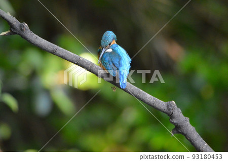 盯著水面的雄性翠鳥（根川綠道/立川公園/東京都立川市） 93180453