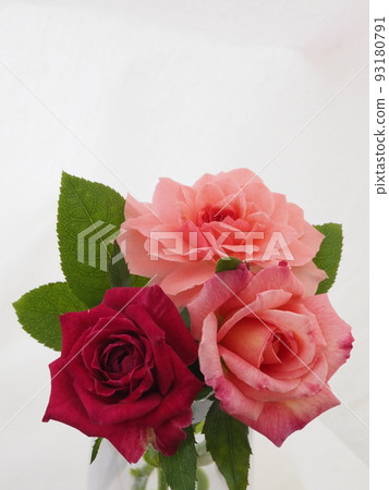 rose flower in vase 93180791