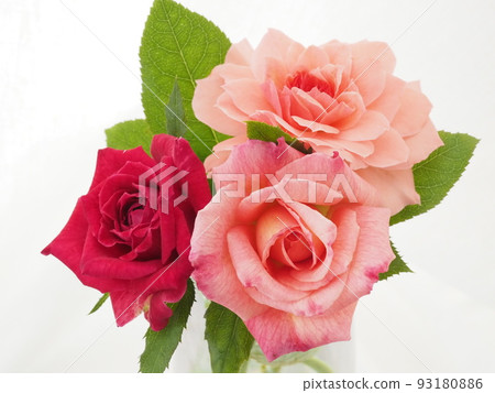 rose flower in vase rose flower in vase 93180886