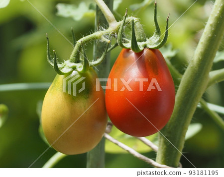 種子種植的櫻桃番茄 93181195