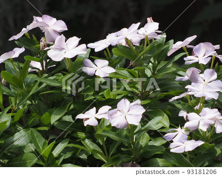 Refreshing color madagascar periwinkle 93181206