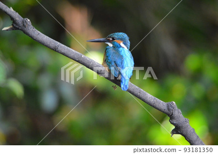 男性翠鳥(Negawa Ryokuchi /立川公園/東京立川市) 男性翠鳥(Negawa Ryokuchi /立川公園/東京立川市) 93181350