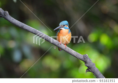 男性翠鳥(Negawa Ryokuchi /立川公園/東京立川市) 男性翠鳥(Negawa Ryokuchi /立川公園/東京立川市) 93181351