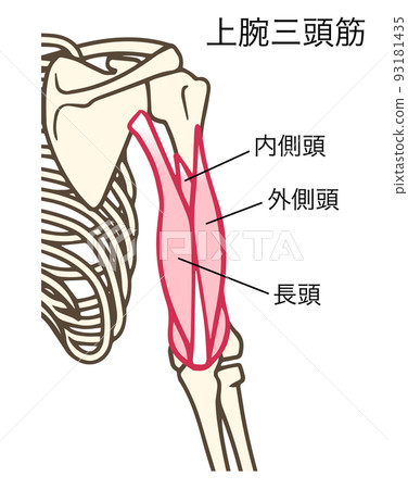 Triceps, upper arm muscles, acts to extend the forearm, has a name Triceps, upper arm muscles, acts to extend the forearm, has a name 93181435