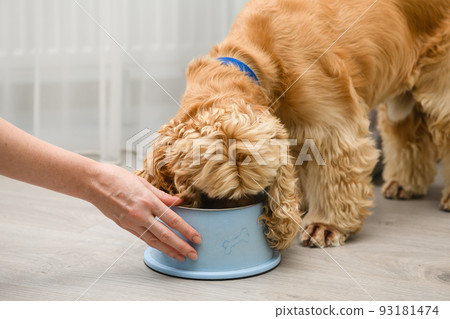 Cocker spaniel dog eating food from bowl on the floor in the home 93181474