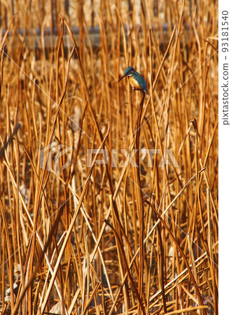 The best time to see the lotus flowers in Shinobazu Pond has passed, and only withered stalks stand in profusion. The best time to see the lotus flowers in Shinobazu Pond has passed, and only withered stalks stand in profusion. 93181540