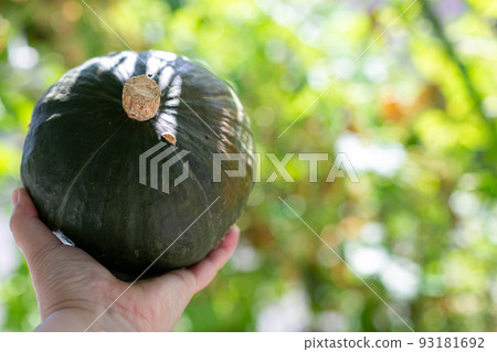 夏季蔬菜，南瓜 93181692