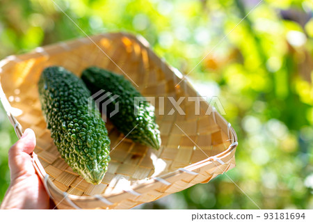 Summer vegetables, photography, bitter gourd 93181694