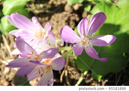 Autumn flower/Flower of ``Dog saffron (Colchicum)'' Autumn flower/Flower of ``Dog saffron (Colchicum)'' 93181800
