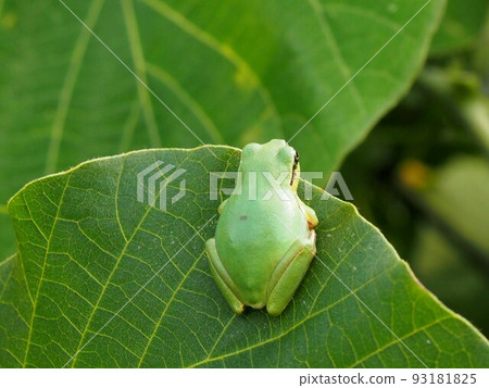 與保護色同化？ （樹蛙靠在葉子上的背影） 93181825