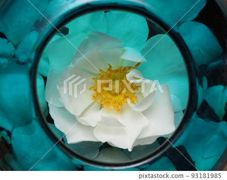 玫瑰名為 alba semiprena 93181985