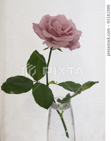 藍玫瑰被稱為青尼羅河 藍玫瑰被稱為青尼羅河 93181986