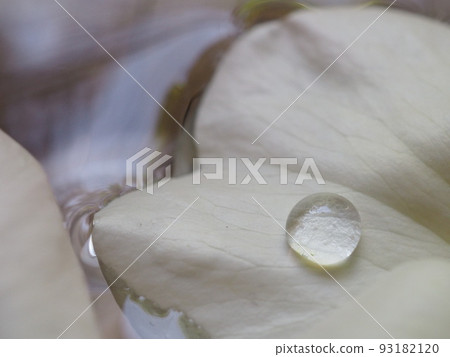 水盆中的玫瑰和水滴 水盆中的玫瑰和水滴 93182120