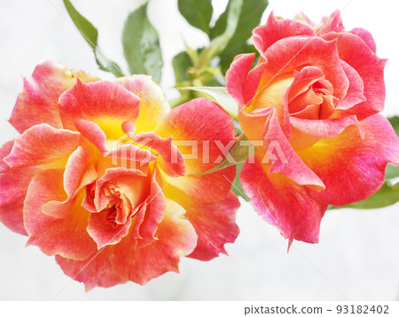 A rose named Charleur 93182402