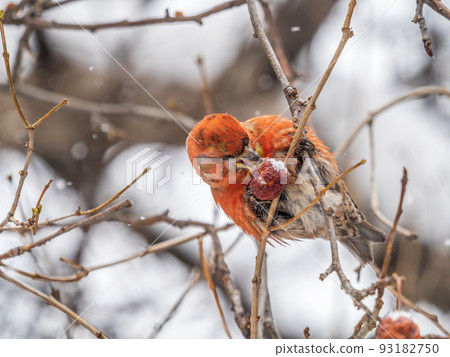Red Crossbill male sitting on the tree branch and eats wild apple berries. Crossbill bird eats berries. Red Crossbill male sitting on the tree branch and eats wild apple berries. Crossbill bird eats berries. 93182750