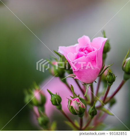 Soft pink rose Bonica with buds in the garden. Perfect for background of greeting cards Soft pink rose Bonica with buds in the garden. Perfect for background of greeting cards 93182851