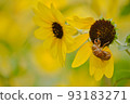 sunflower	 93183271