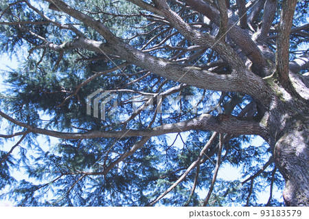 large tree  93183579