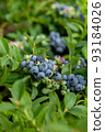 blueberries in the garden 93184026