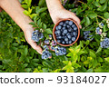 blueberries in the garden close-up 93184027