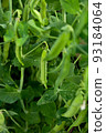 green peas in the garden 93184064