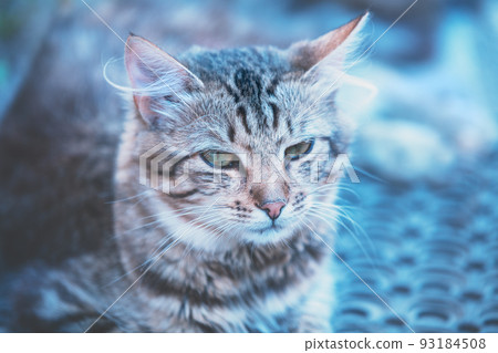 Portrait of the siberian cat, blue toned 93184508