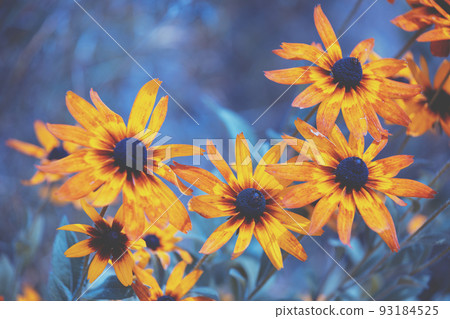 Vintage blooming Rudbeckia hirta (Black-eyed Susan) flowers in the summer garden. Nature background 93184525