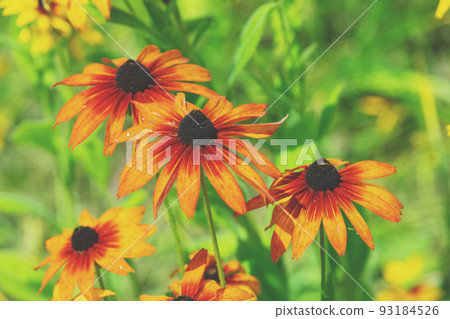Vintage blooming Rudbeckia hirta (Black-eyed Susan) flowers in the summer garden. Nature background 93184526