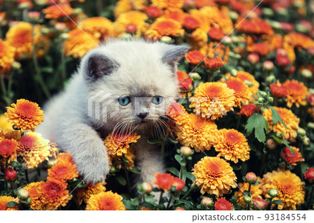 Cute little kitten in the garden in chrysanthemum flowers 93184554