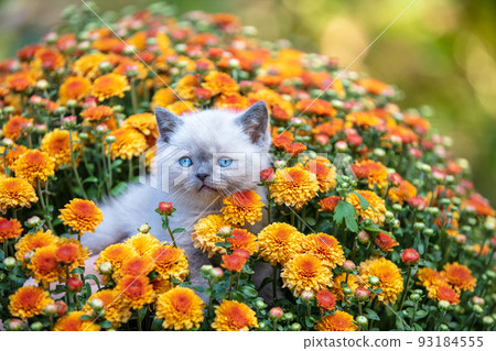 Cute little kitten in the garden in chrysanthemum flowers 93184555
