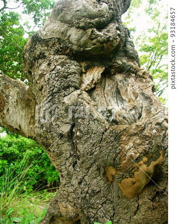 初秋公園裡一棵老楊梅樹的樹幹 初秋公園裡一棵老楊梅樹的樹幹 93184657
