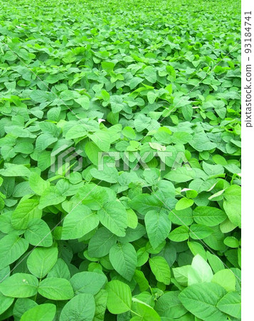 Green soybeans in a field in early summer Green soybeans in a field in early summer 93184741