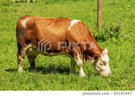 Brown and White Dairy Cow on a Mountain Pasture - Alps Slovenia Brown and White Dairy Cow on a Mountain Pasture - Alps Slovenia 93185447