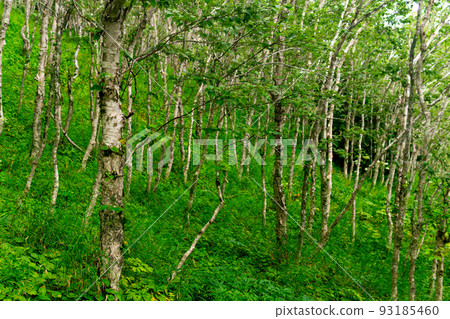 mountain forest with crooked birch trees on the Pacific coast, Sakhalin 93185460