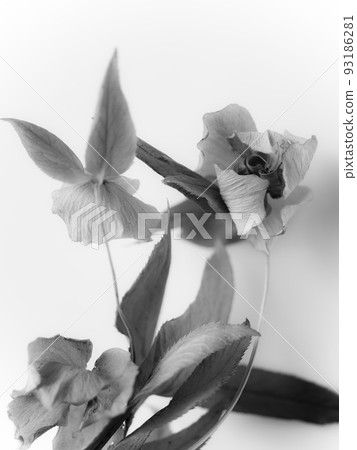 Dried flowers of Christmas rose monochrome tone 93186281