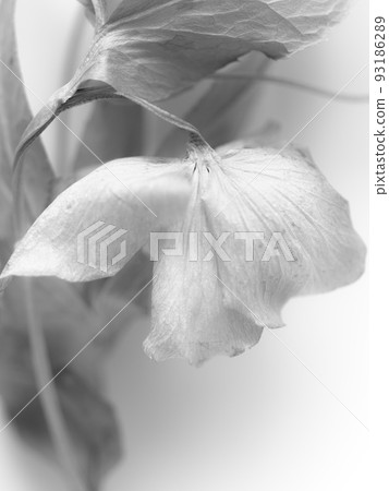 Dried flowers of Christmas rose monochrome tone Dried flowers of Christmas rose monochrome tone 93186289