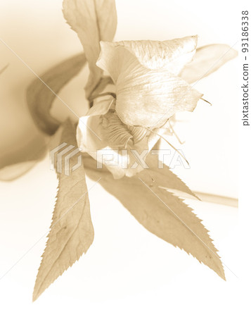 聖誕玫瑰乾花黑白照片 聖誕玫瑰乾花黑白照片 93186338