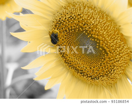 Sunflower and bear Sunflower and bear 93186854