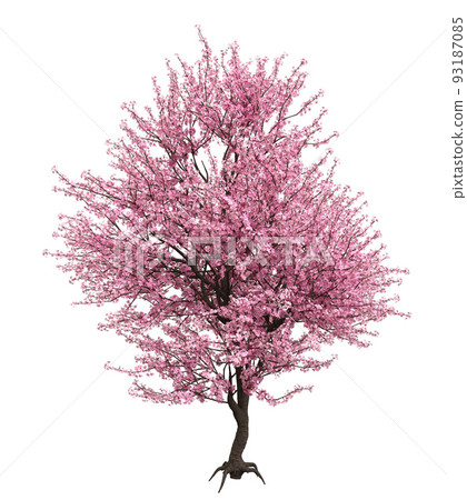 3D Blooming sakura tree 3D Blooming sakura tree 93187085