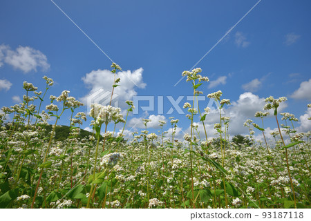Buckwheat flowers and summer sky Buckwheat flowers and summer sky 93187118