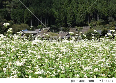 Kayabuki-no-sato Miyama Buckwheat blossoms Kayabuki-no-sato Miyama Buckwheat blossoms 93187485