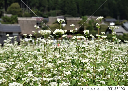 Kayabuki no Sato Miyama When the soba flowers bloom 93187490