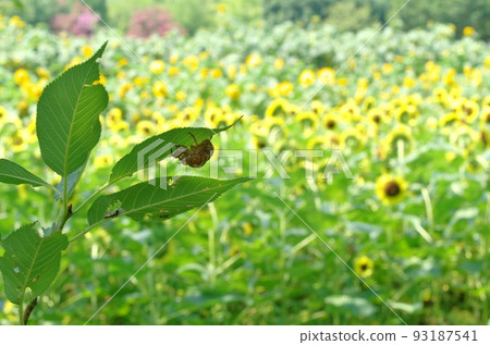 夏日的回憶 93187541